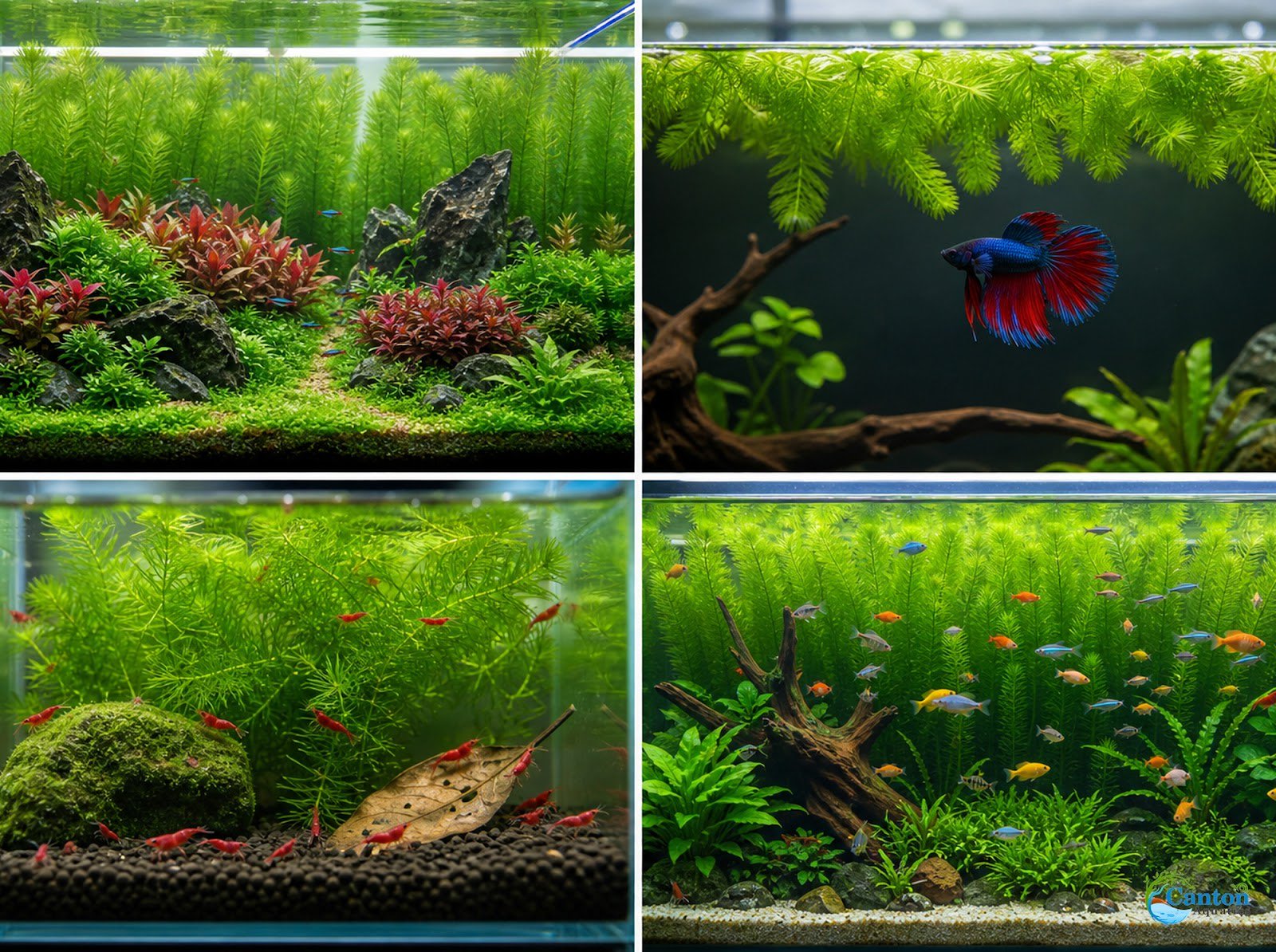 Hornwort Bunch