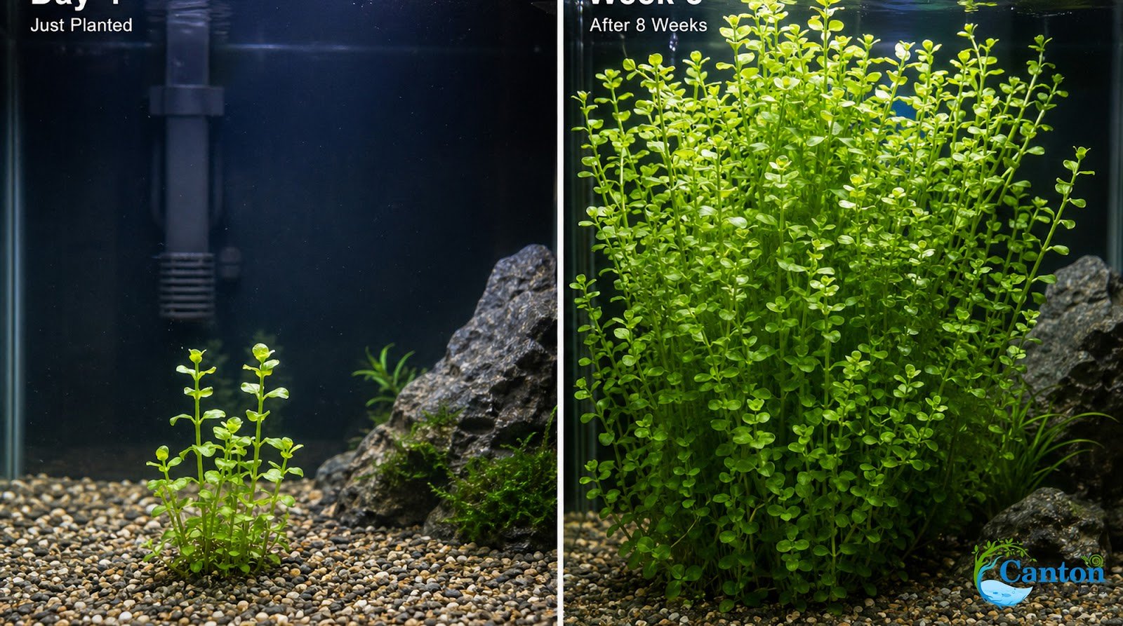 Moneywort (Bacopa monnieri) – Live Aquarium & Paludarium Plant