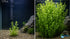 Moneywort (Bacopa monnieri) – Live Aquarium & Paludarium Plant