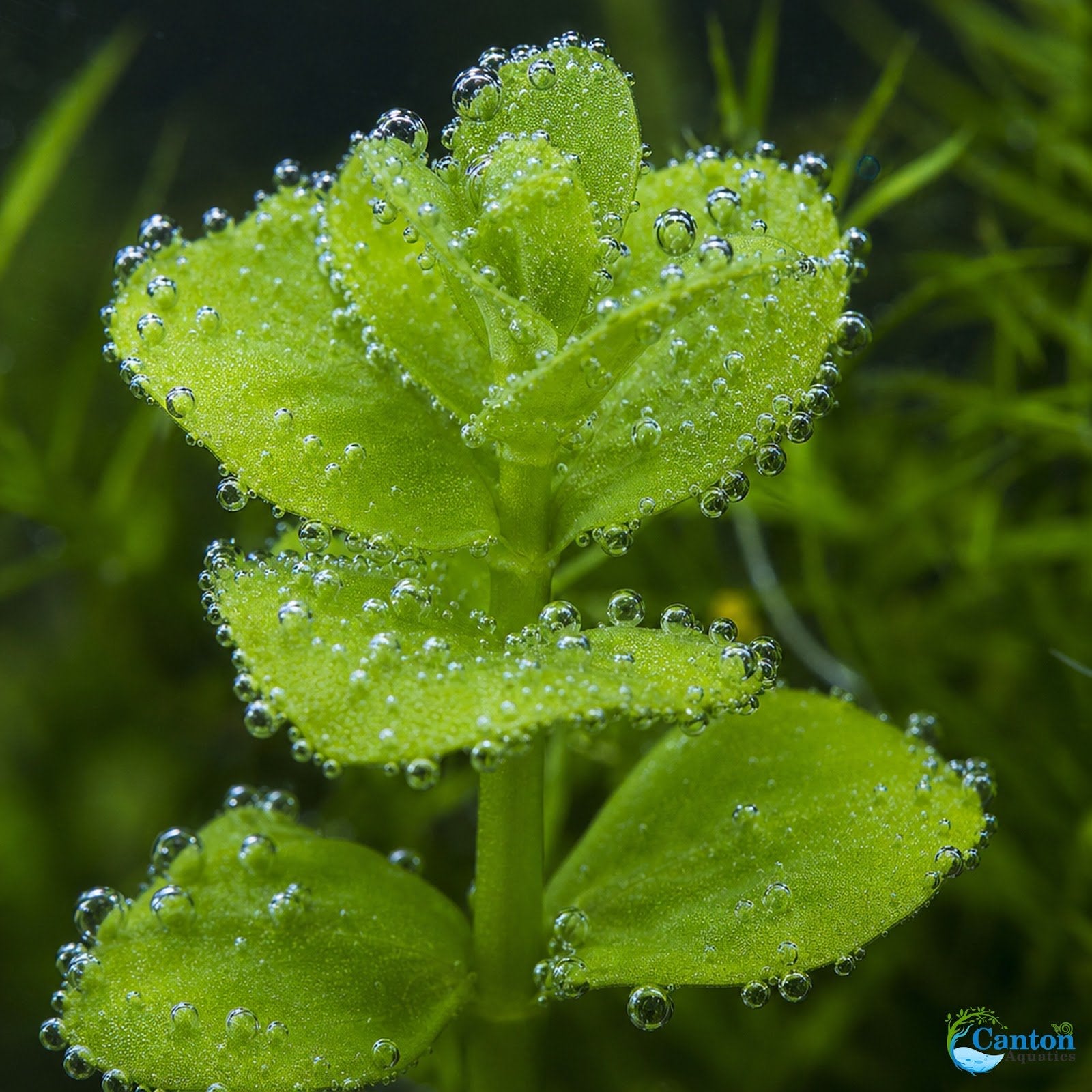 Moneywort (Bacopa monnieri) – Live Aquarium & Paludarium Plant