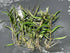 Cryptocoryne Crypt Balansae