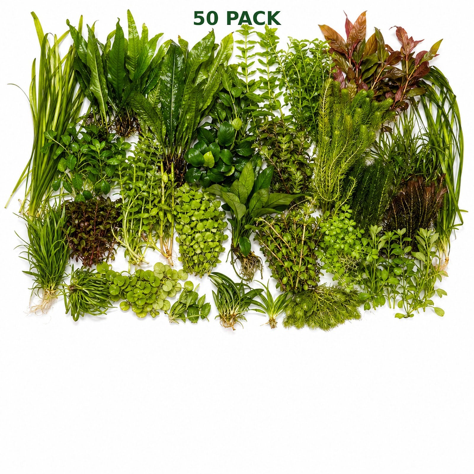 Beginner Live Aquarium Plants Bundle 3 to 75 Assorted Easy Plants for Fish Tanks