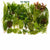 Beginner Live Aquarium Plants Bundle 3 to 75 Assorted Easy Plants for Fish Tanks