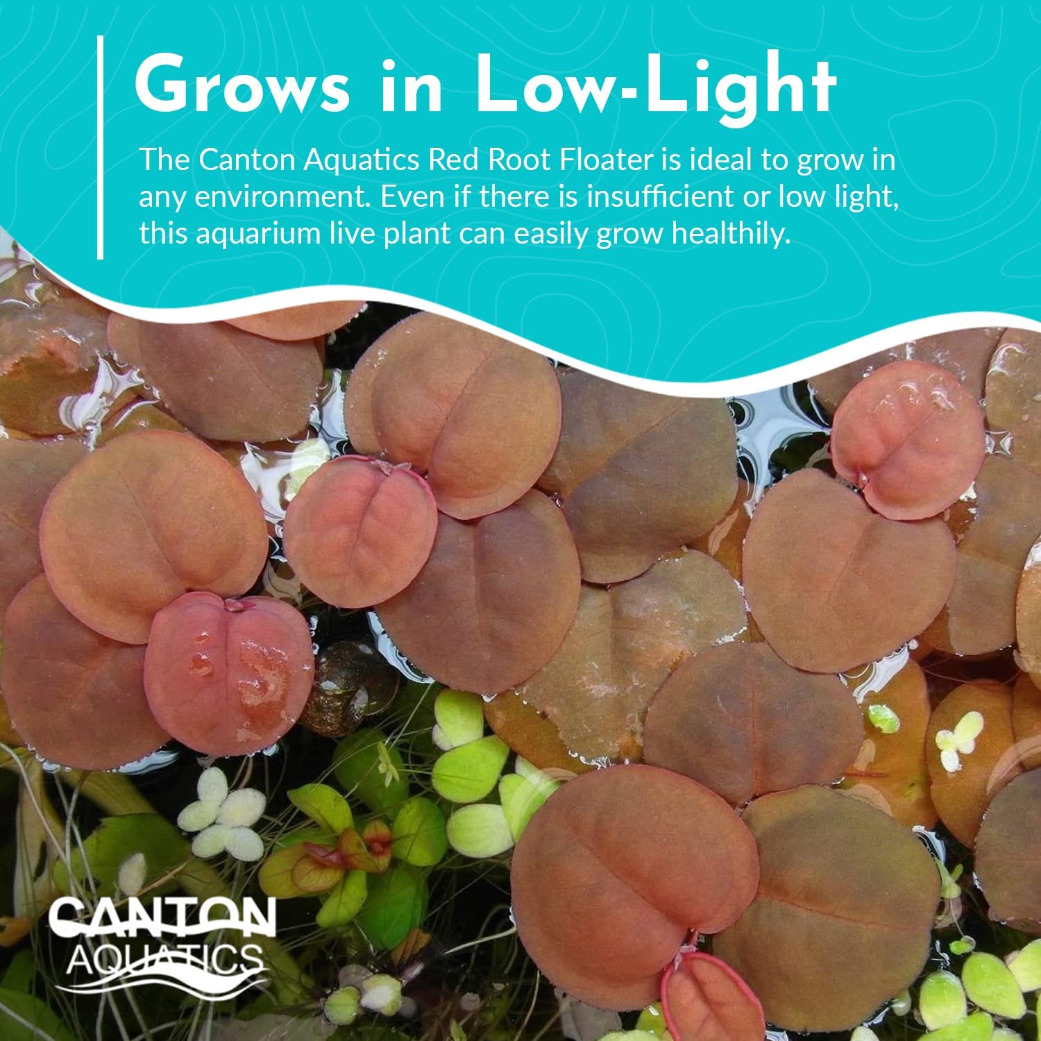 Red Root Floater Phyllanthus Fluitans