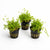 Pearl Weed (Hemianthus Micranthemoides) – Live Aquarium Plant