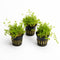 Pearl Weed (Hemianthus Micranthemoides) – Live Aquarium Plant