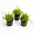 Pearl Weed (Hemianthus Micranthemoides) – Live Aquarium Plant