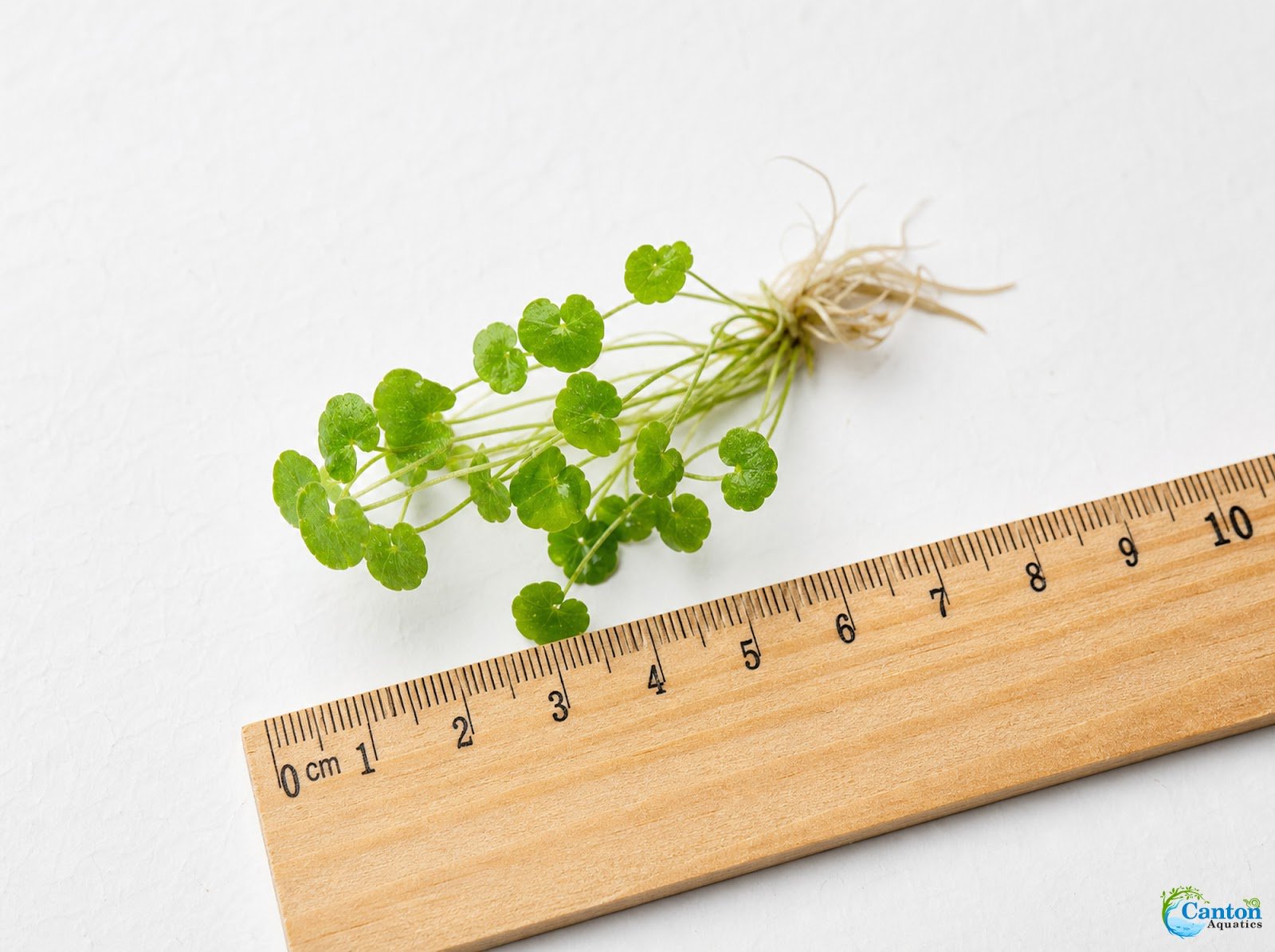 Dwarf PennyWort Japan (Hydrocotyle Tripartita)