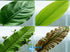 Live Aquarium Plants Essential Bundle