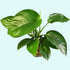 Anubias Barteri - Image 55 of 80