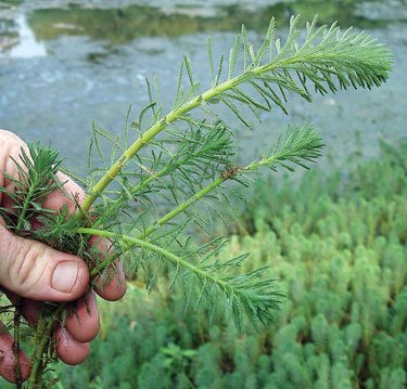 Parrot’s Feather (Myriophyllum aquaticum) – Live Aquarium & Pond Plant
