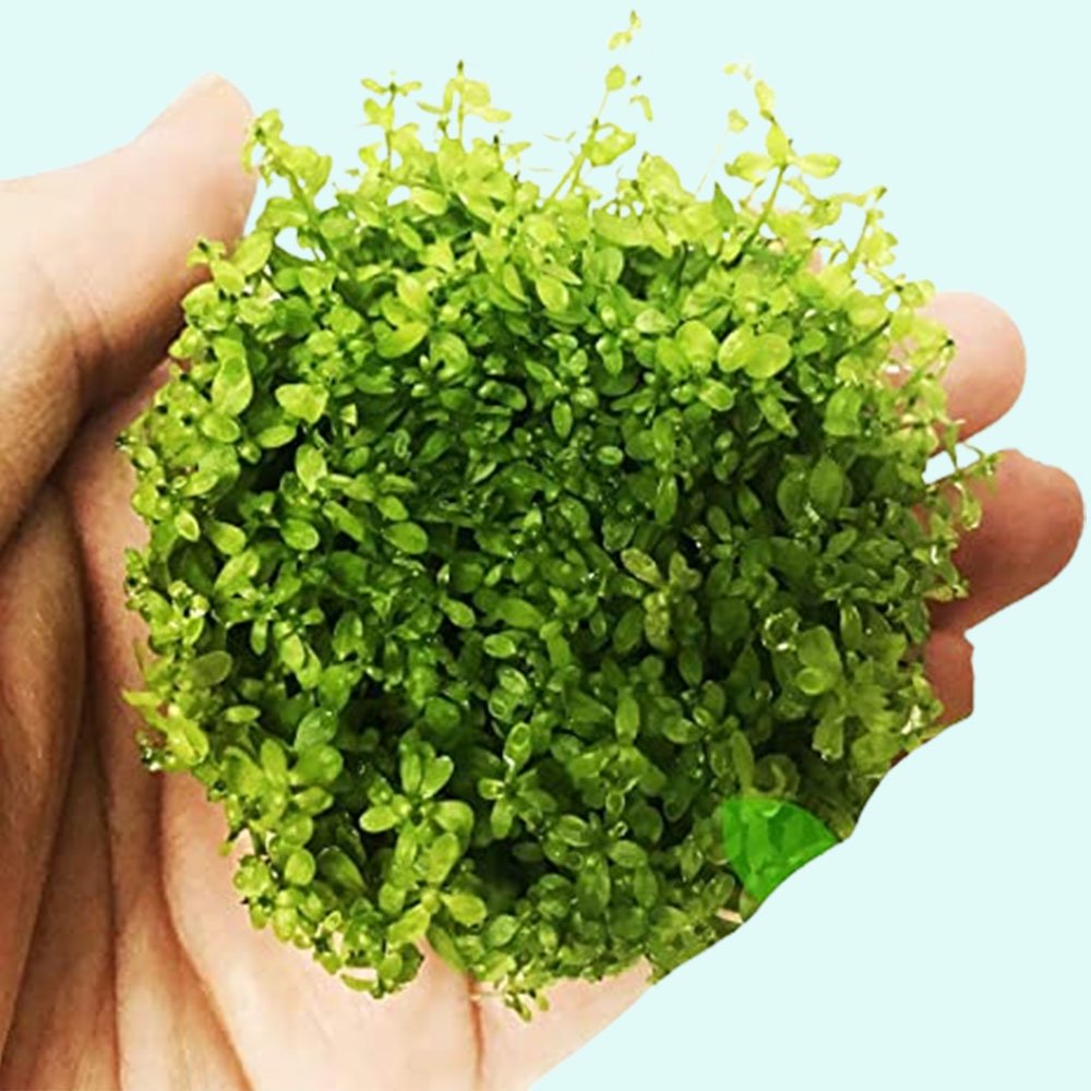 Pearl Weed (Hemianthus Micranthemoides) – Live Aquarium Plant