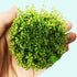 Pearl Weed (Hemianthus Micranthemoides) – Live Aquarium Plant