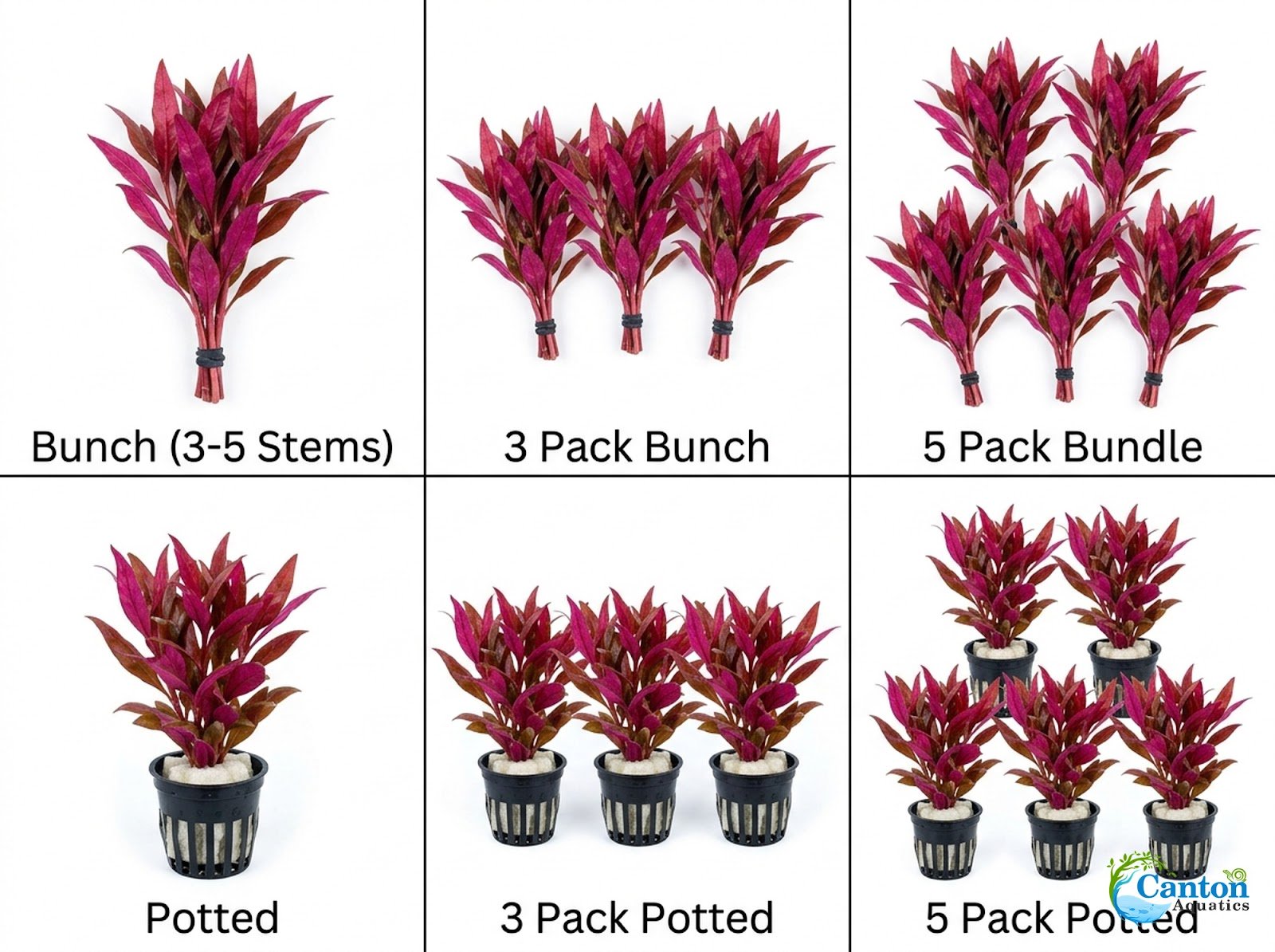 Scarlet Temple (Alternanthera Reineckii) – Live Freshwater Aquarium Plant