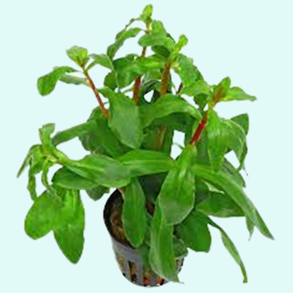 Ammania senegalensis – Live Freshwater Aquarium Plant - Image 35 of 43