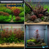 Ludwigia Repens (Dark Red)