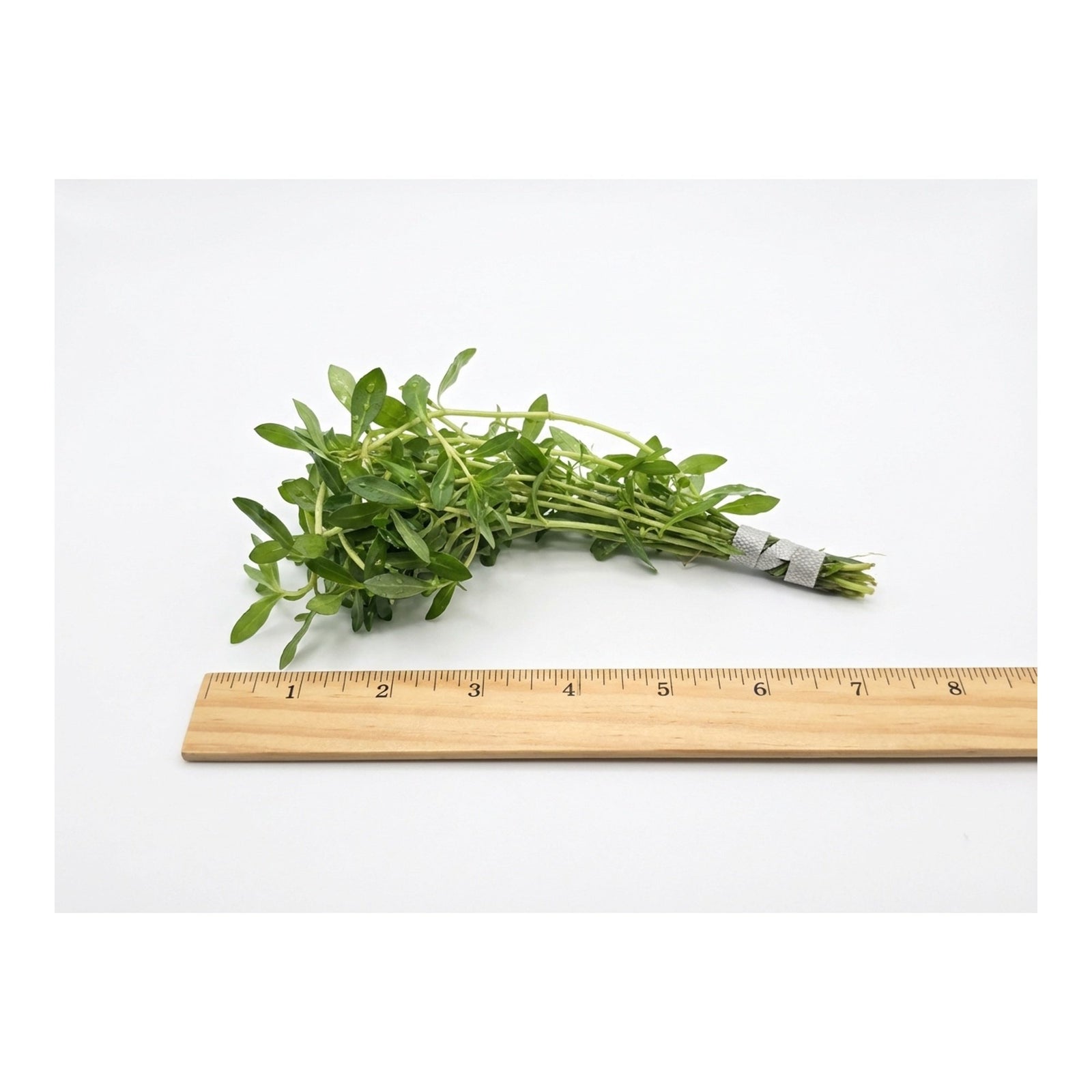 Needle Leaf Ludwigia Arcuata