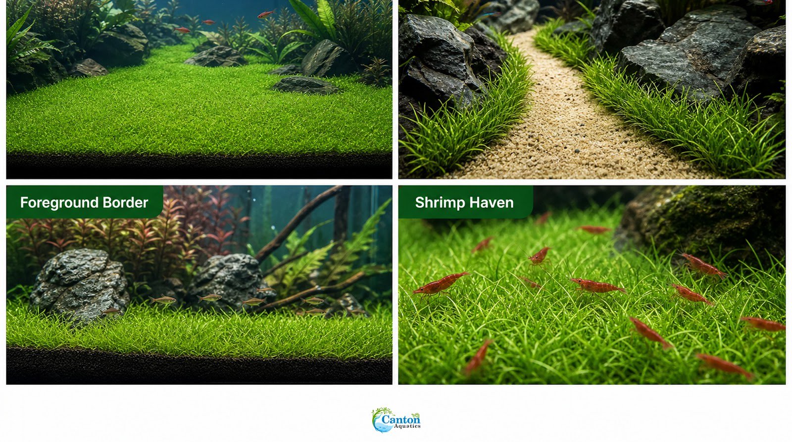 5 X Dwarf Hairgrass (Eleocharis Parvula) - Image 6 of 10