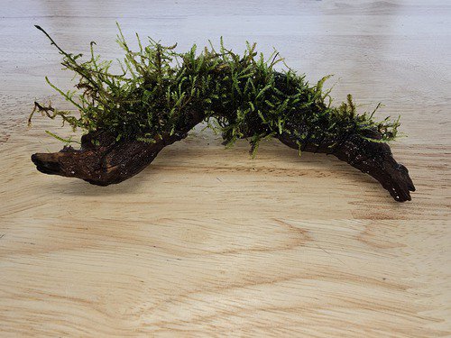 Moss On Wood – Live Aquarium Moss Attached to Natural Driftwood