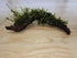 Moss On Wood – Live Aquarium Moss Attached to Natural Driftwood