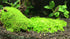 Dwarf Baby Tears Micranthemum Umbrosom