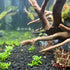 CANTON AQUATICS Staurogyne S Repens Plants - Long Lasting & Easy to Care - Promote High Water Quality and Fast - Growing Live Freshwater Carpet Plant for Aquascaping - 5X Clumps Plants
