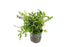 Bolbitis Heteroclita Difformis "Mini" – Live Aquarium Fern