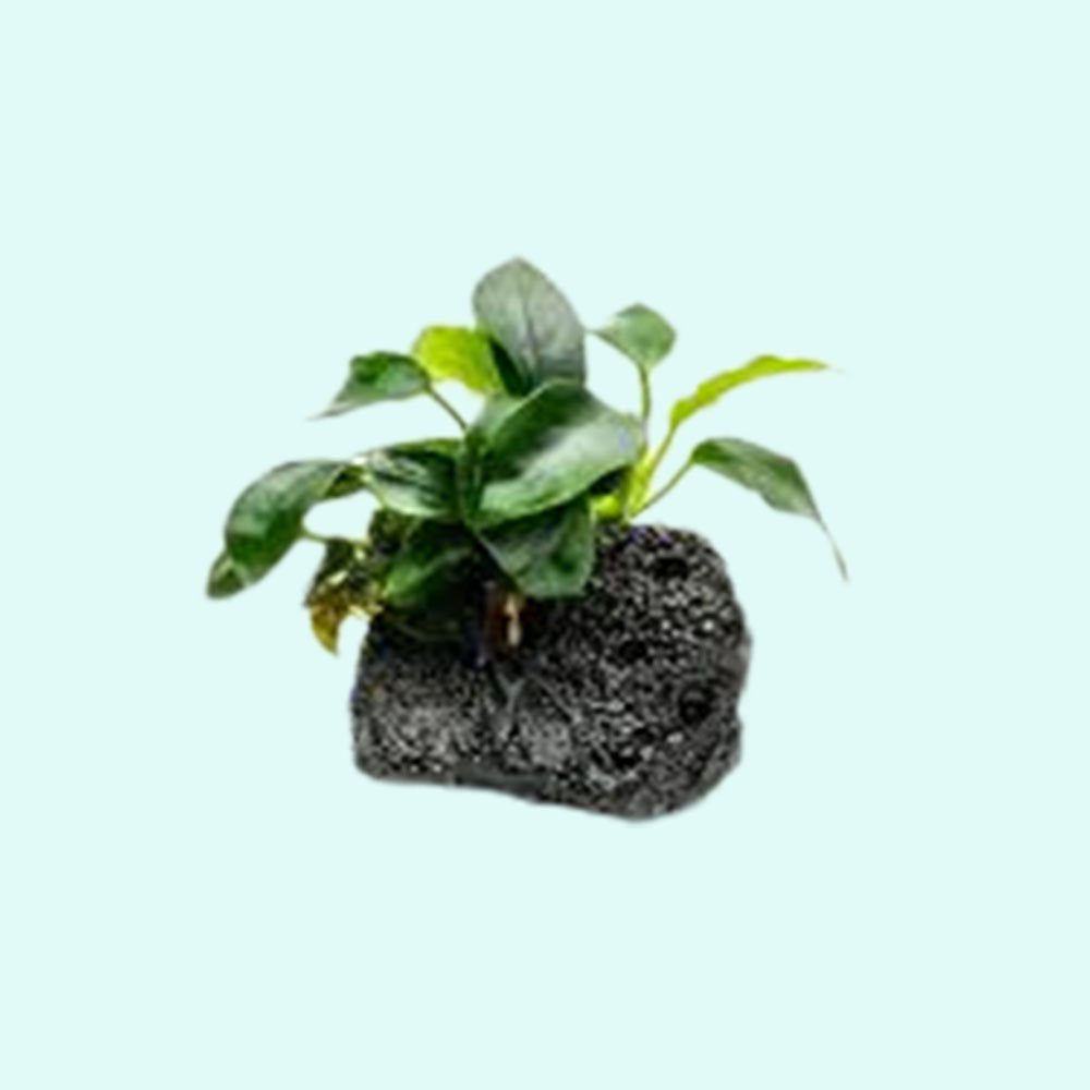 Anubias Nana Petite on Lava Rock – Live Aquarium Plant