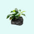 Anubias Nana Petite on Lava Rock – Live Aquarium Plant