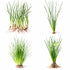 Water Onion Dwarf (Zephyranthes candida) – Live Freshwater Aquarium Plant