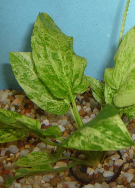Marble Queen Sword (Echinodorus cordifolius) – Live Aquarium Plant
