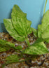 Marble Queen Sword (Echinodorus cordifolius) – Live Aquarium Plant