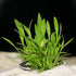 Cryptocoryne Parva