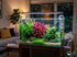 Scarlet Temple (Alternanthera Reineckii) – Live Freshwater Aquarium Plant