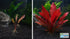 Amazon Sword Echinodorus Red Flame - Image 16 of 30