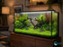CANTON AQUATICS Staurogyne S Repens Plants - Long Lasting & Easy to Care - Promote High Water Quality and Fast - Growing Live Freshwater Carpet Plant for Aquascaping - 5X Clumps Plants