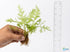 Canton Aquatics Live Aquarium Plants - Water Sprite Aquarium Plant, Ceratopteris Thalictroides - Perfect Live Aquatic Plants for Fish Tanks and Aquariums