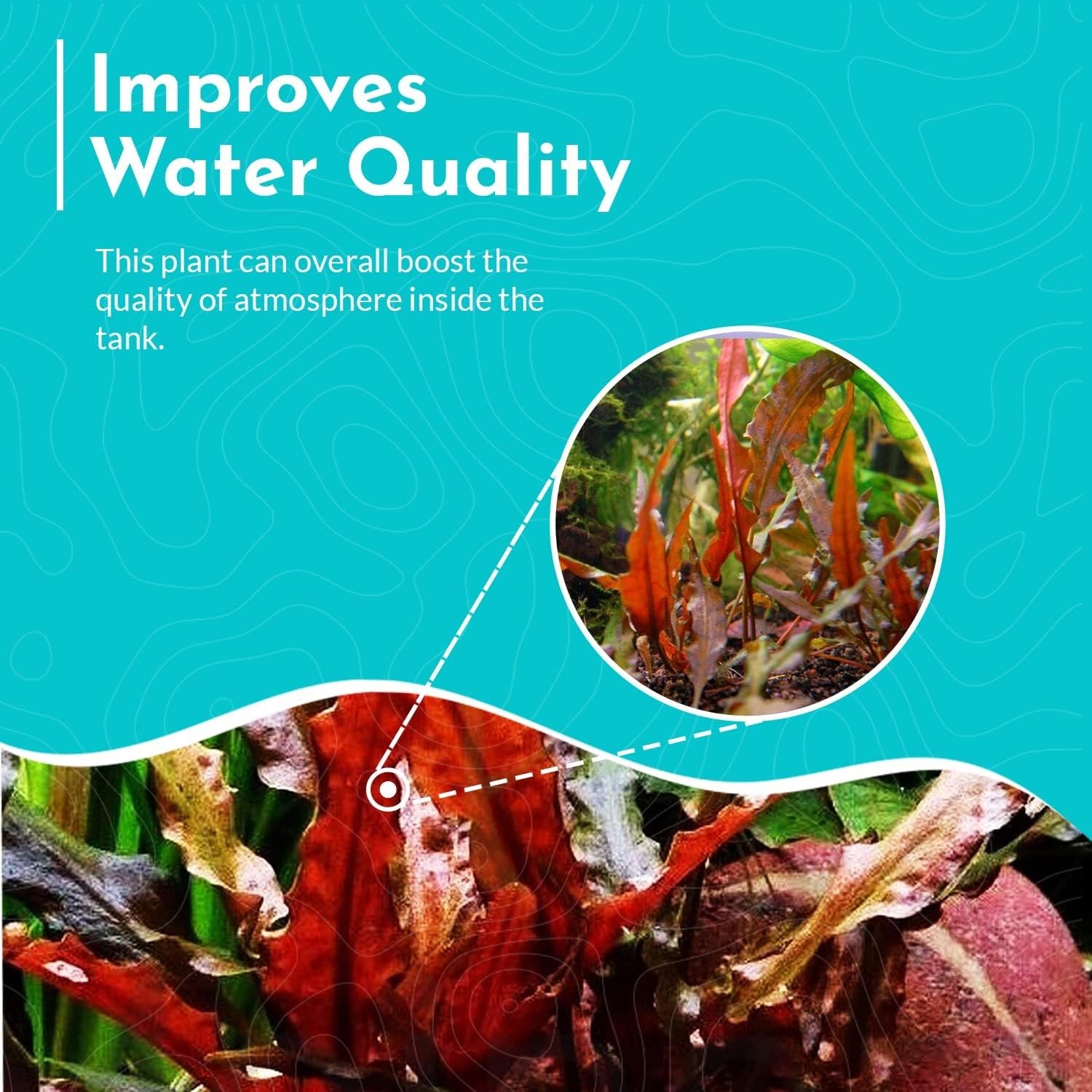 Cryptocoryne Wendtii ‘Red’ – Bare Root Live Aquarium Plant