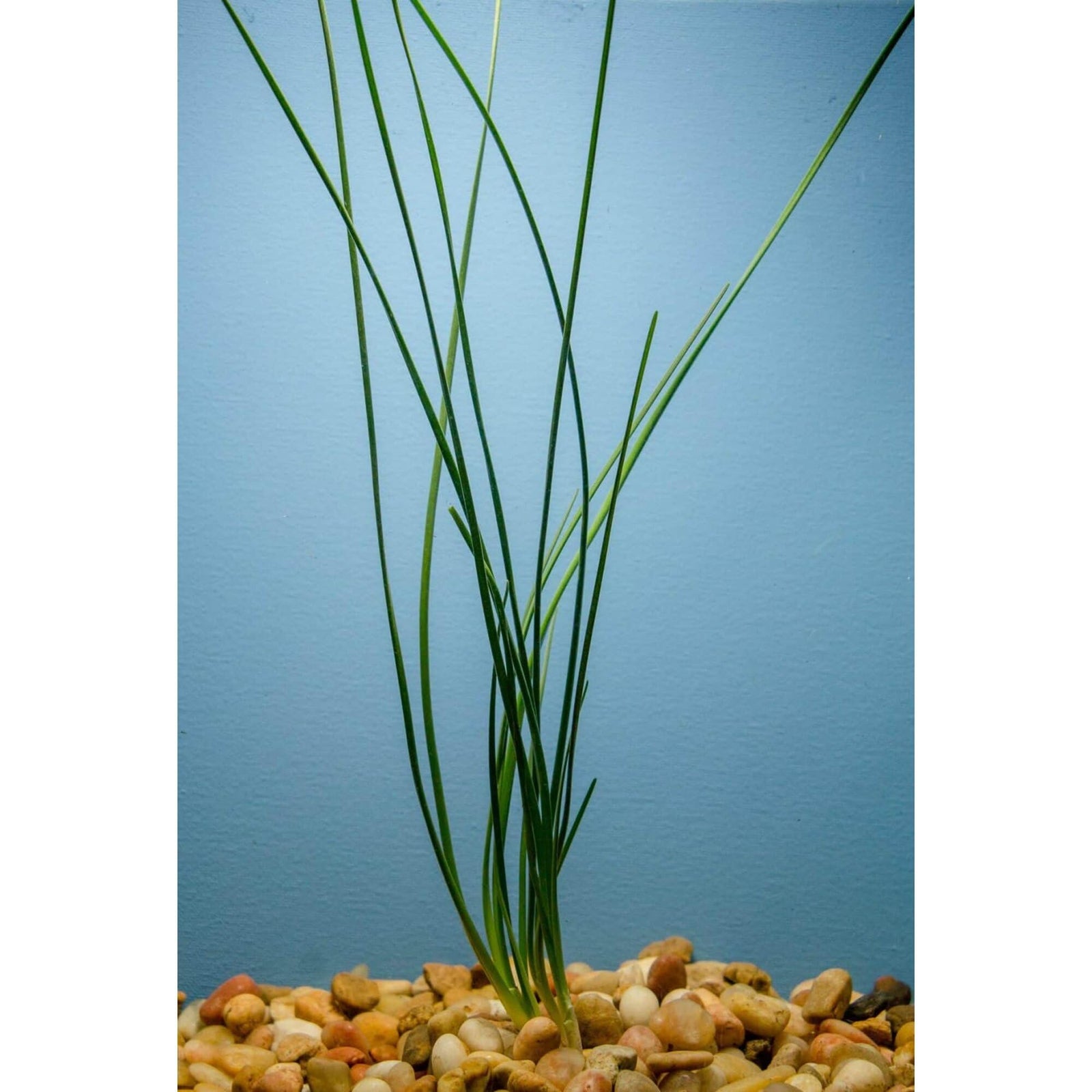 Water Onion Dwarf (Zephyranthes candida) – Live Freshwater Aquarium Plant