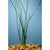 Water Onion Dwarf (Zephyranthes candida) – Live Freshwater Aquarium Plant