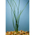 Water Onion Dwarf (Zephyranthes candida) – Live Freshwater Aquarium Plant