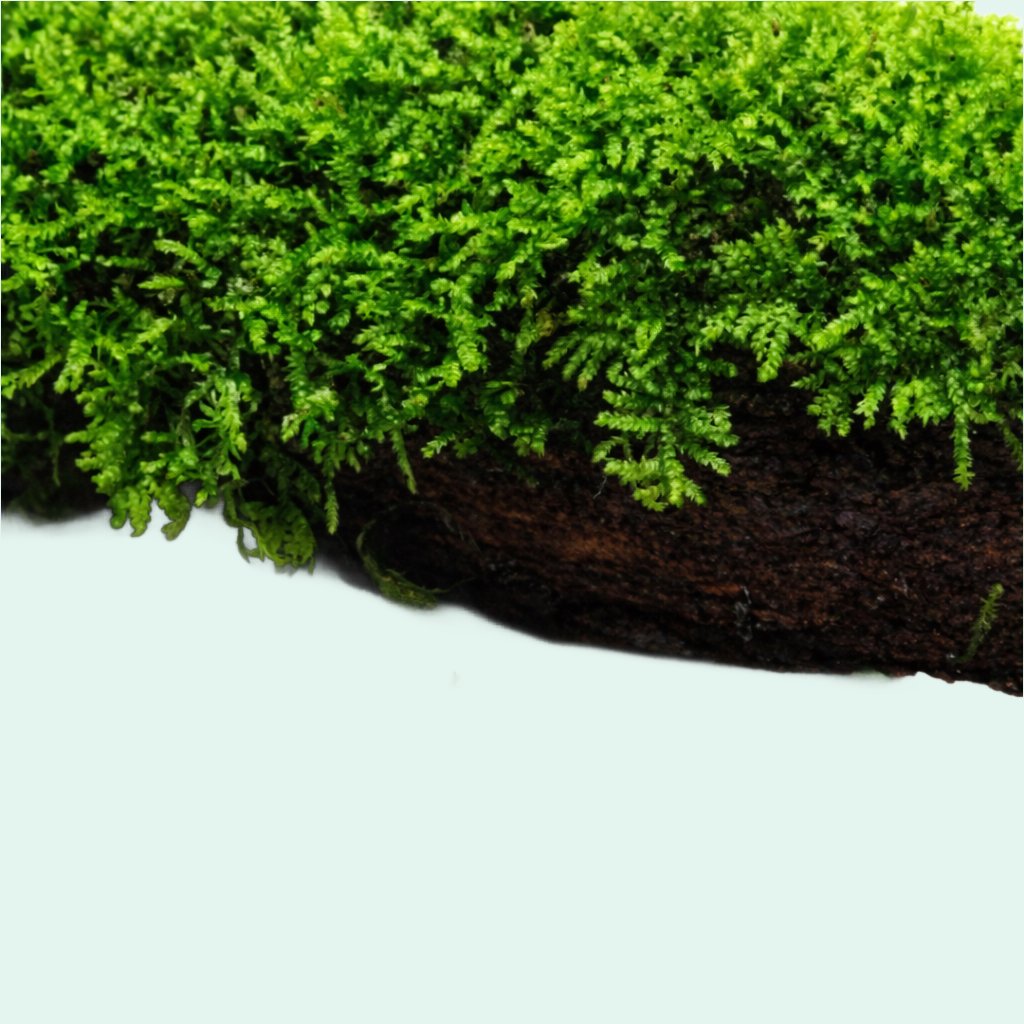 Moss On Wood – Live Aquarium Moss Attached to Natural Driftwood