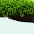 Moss On Wood – Live Aquarium Moss Attached to Natural Driftwood