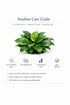 Showpiece Plant Duo – Large Amazon Sword & Anubias | Live Aquarium Plants, Easy, Lush, Freshwater