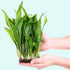 Java Fern (Microsorum pteropus) – Easy Live Freshwater Aquarium Plant