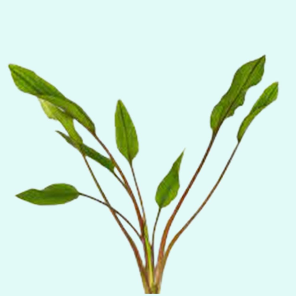 Cryptocoryne Lutea