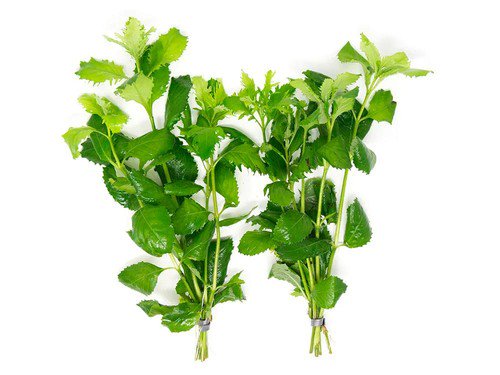 Water Wisteria (Hygrophila difformis) – Live Aquarium Plant Bunch | BUY 2 GET 1 FREE