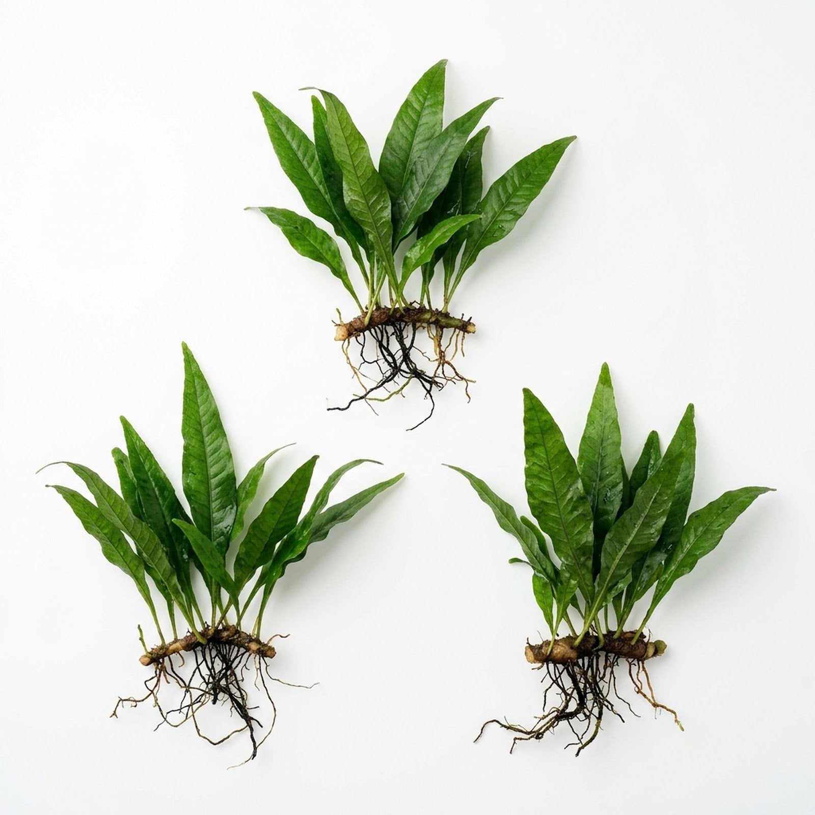 Java Fern (Microsorum pteropus) – Easy Live Freshwater Aquarium Plant