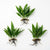 Java Fern (Microsorum pteropus) – Easy Live Freshwater Aquarium Plant