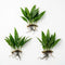 Java Fern (Microsorum pteropus) – Easy Live Freshwater Aquarium Plant